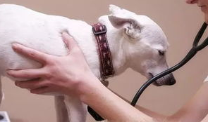 什么是犬细小病毒性肠炎？