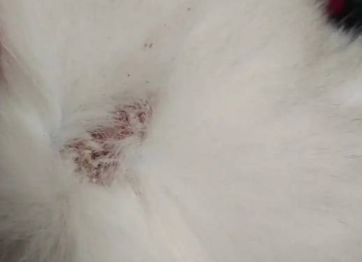 三种常见的猫咪皮肤病，你都清楚吗？