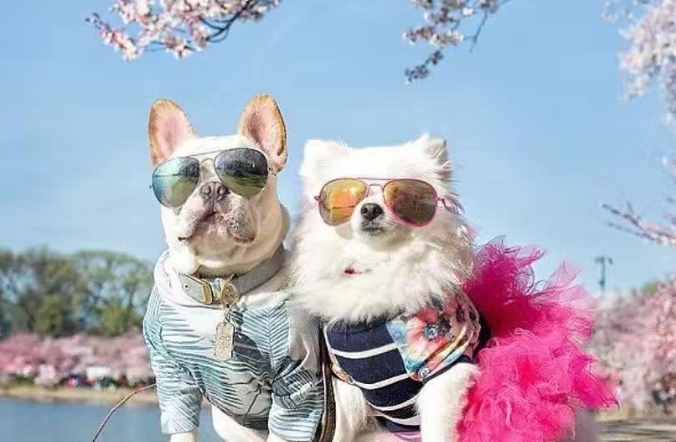 狗狗怕樱花动漫是什么原因