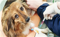 狗狗第三针疫苗可以和狂犬一起打吗