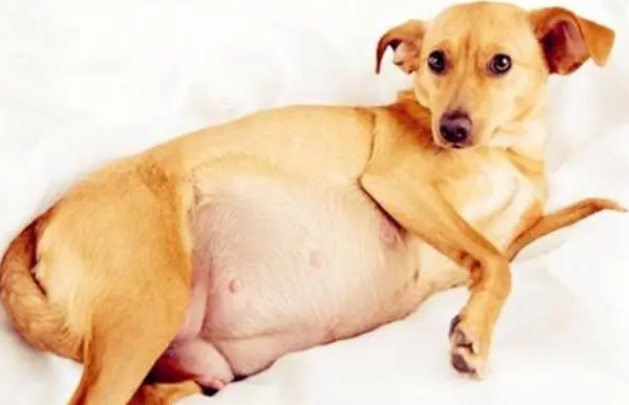 母犬繁殖期如何护理? 母犬繁殖期如何护理?