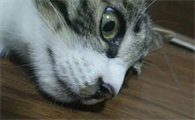 猫感冒流鼻涕打喷嚏吃什么药效果好