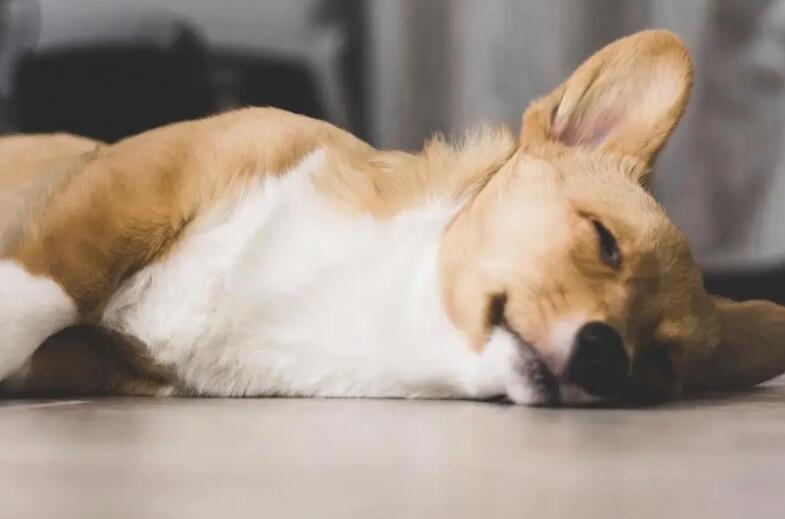 训犬教程:狗狗学习培训超级技能的4个流程! 训犬教程:狗狗学习培训超级技能的4个流程!