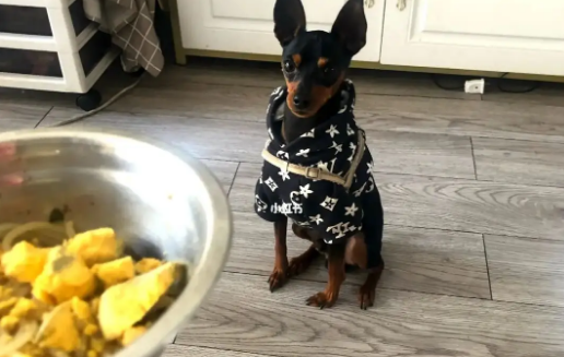 小鹿犬不能吃的五类食物