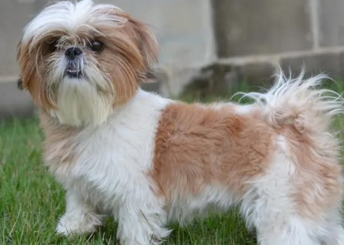一只西施犬多少钱 宠物狗图片