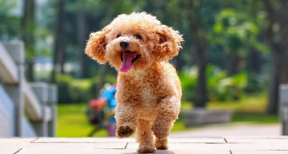 情绪不稳定的6种狗?你家里有吗? 情绪不稳定的6种狗?你家里有吗?