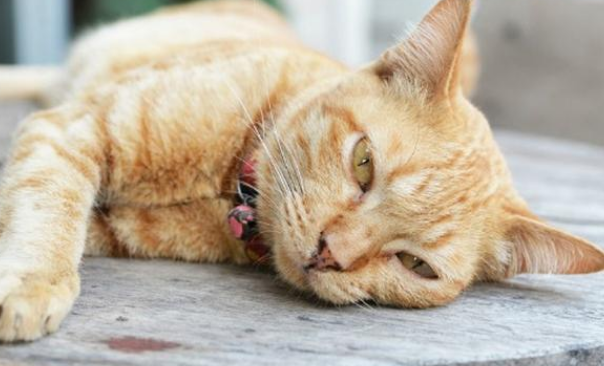 猫咪为什么厌食？