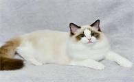 大型猫品种有哪些呢