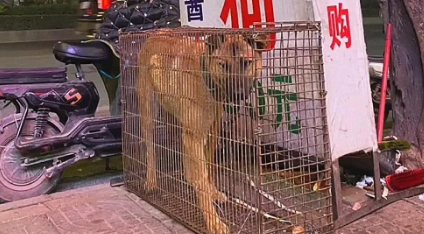 饭店门口关着1只大黄狗,旁边还有个大铁锅,一看就觉得摊上事了 饭店门口关着1只大黄狗,旁边还有个大铁锅,一看就觉得摊上事了