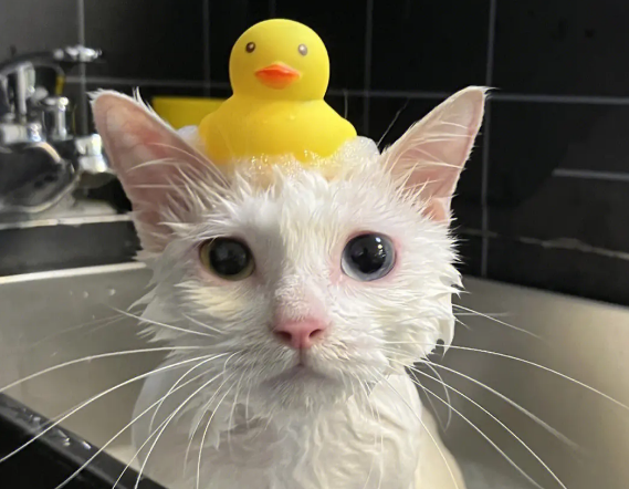 宠物店是怎样给猫咪洗澡的