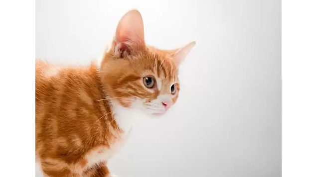 猫咪吐猫粮但精神很好?想养的人来看看~ 猫咪吐猫粮但精神很好?想养的人来看看~