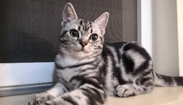 美短猫能活几年