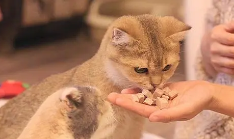 为什么猫咪不停的饿呢