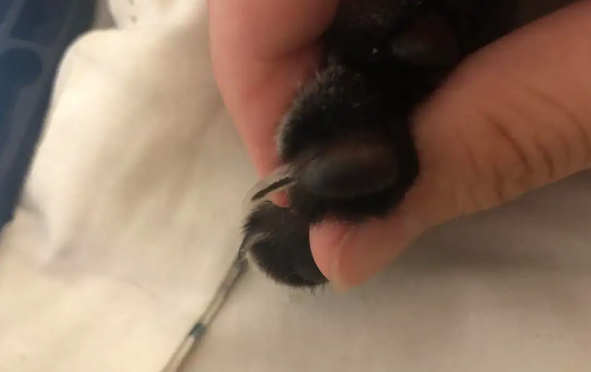 猫咪指甲掉了可以用酒精消毒吗