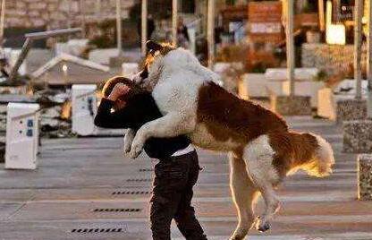 宠物犬喜爱扑人该怎么办？