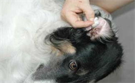 犬外耳炎如何治疗?不妨来看看吧