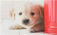 幼犬吃啥补营养?