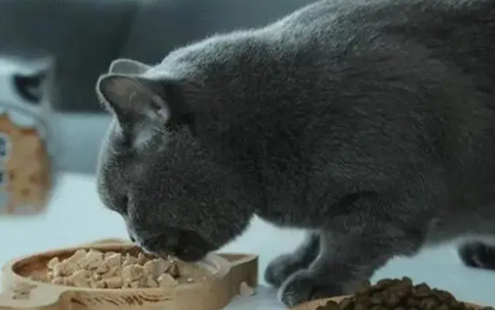 雪天里喂猫的抖音博主 雪天里喂猫的抖音博主