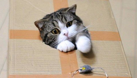 猫咪为什么喜欢躲在箱子里？你家的纸箱子上“长猫”了吗？