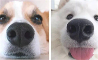 有关狗狗的小常识有哪些？一起来看看