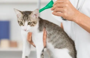 猫咪驱虫多久一次比较好