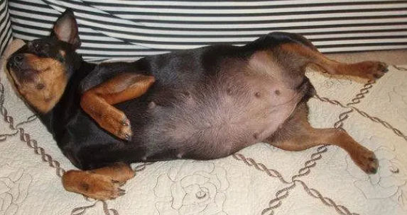 母犬分娩期如何护理？
