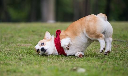 为什么狗狗屁股发炎流血