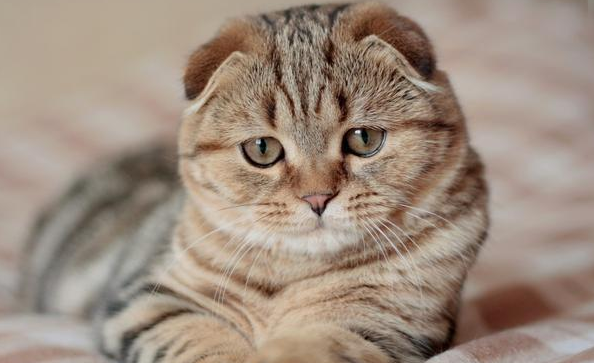 为什么现在的猫咪很少生病