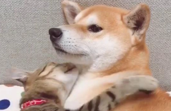 猫喜欢咬狗脖子 猫喜欢咬狗脖子