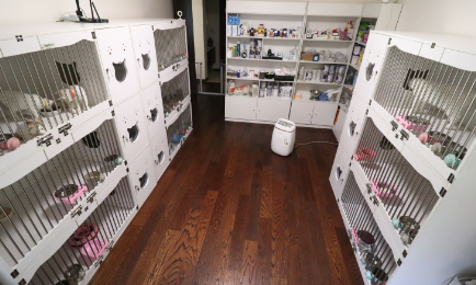 猫舍多少钱一天 猫舍多少钱一天