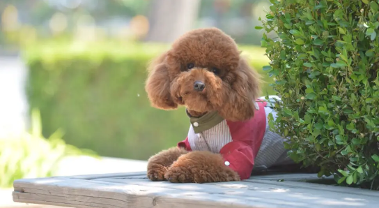 不清楚怎么养泰迪幼犬？宠主注意这6点就可以了！
