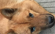 可以做什么协助狗狗?狗狗有粘稠的眼屎多该怎么办