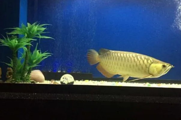 龙鱼入缸多久可以喂食？