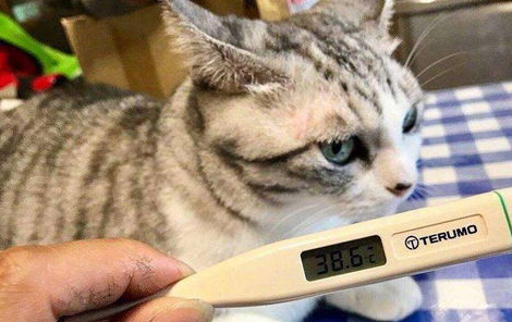 猫咪体温太高？怎么办呢？