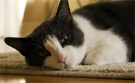 猫咪得了猫鼻支会死吗?怎么对付猫鼻支呢?