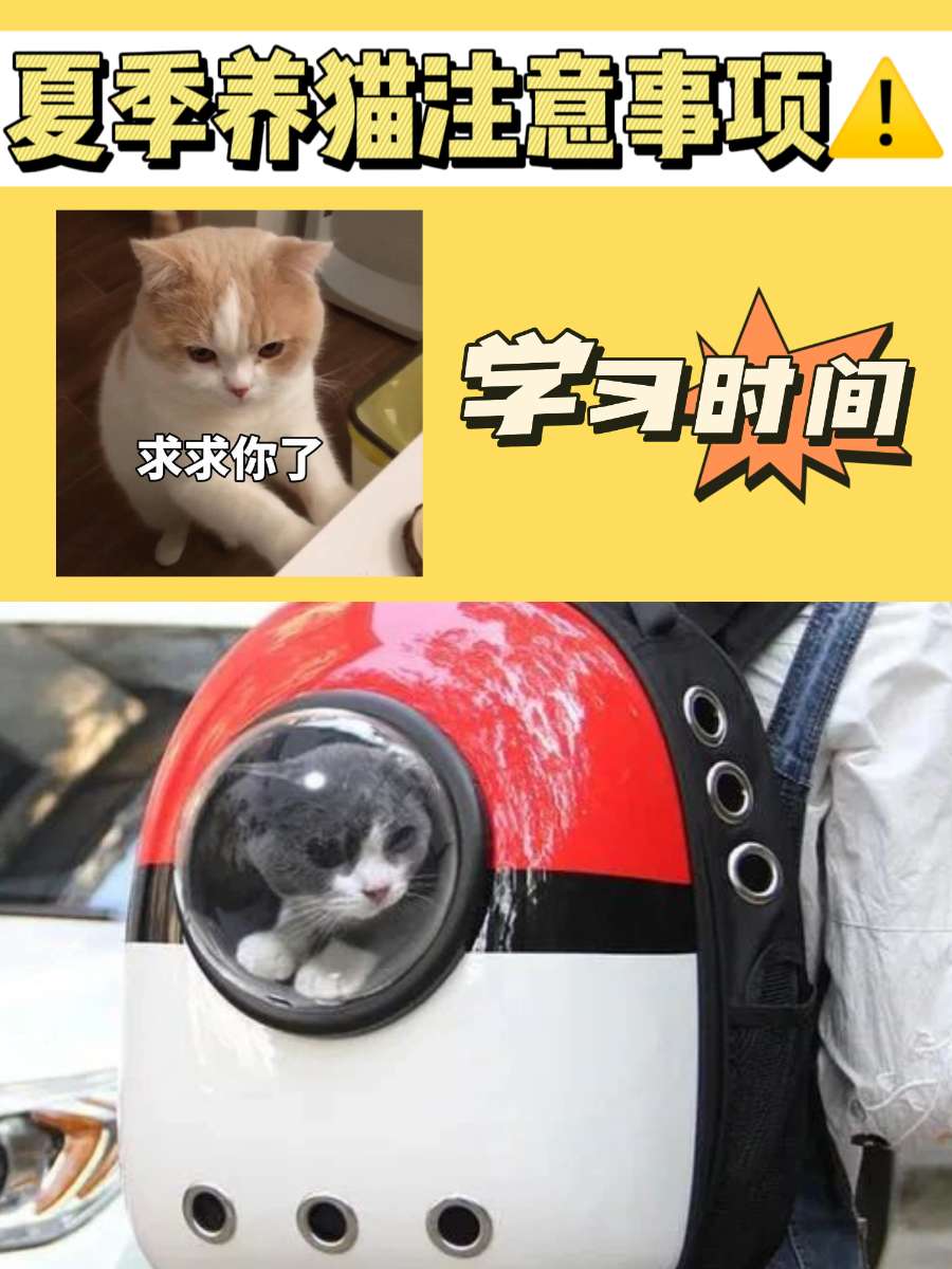 夏季养猫注意事项丨这三个雷区千万不要踩! 夏季养猫注意事项丨这三个雷区千万不要踩!