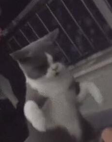 主人握拳玩弄喵咪,喵咪使出喵喵拳,主人差点求饶! 主人握拳玩弄喵咪,喵咪使出喵喵拳,主人差点求饶!