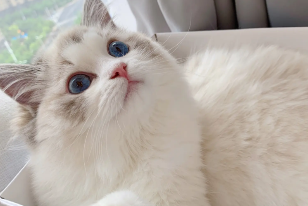邓峰萌萌摔肿了是正规猫舍