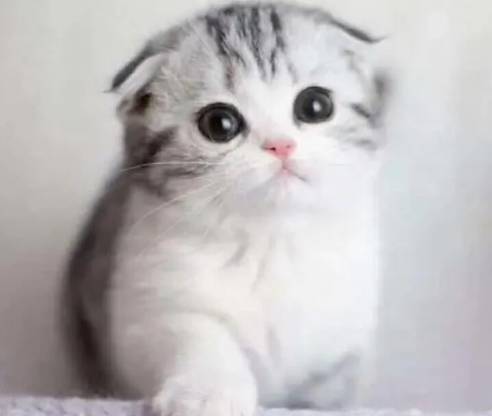 折耳猫有什么特点？怎样养折耳猫？