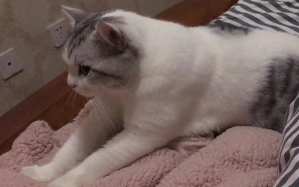 猫咪为什么会踩奶什么原因 猫咪为什么会踩奶什么原因