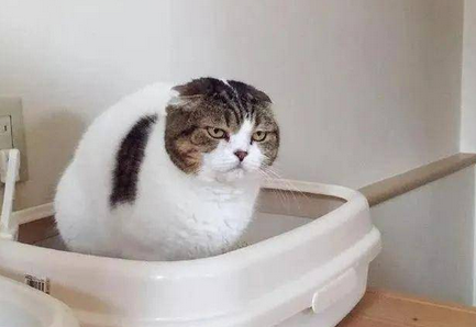 猫咪为什么不用尿布擦屁股 猫咪为什么不用尿布擦屁股