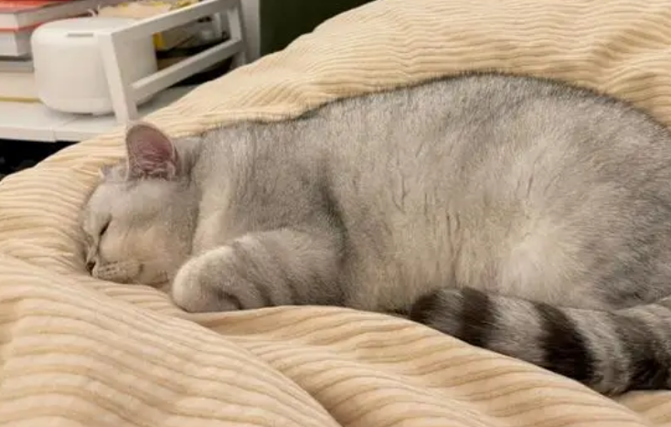 猫咪为什么爬到了墙上睡觉