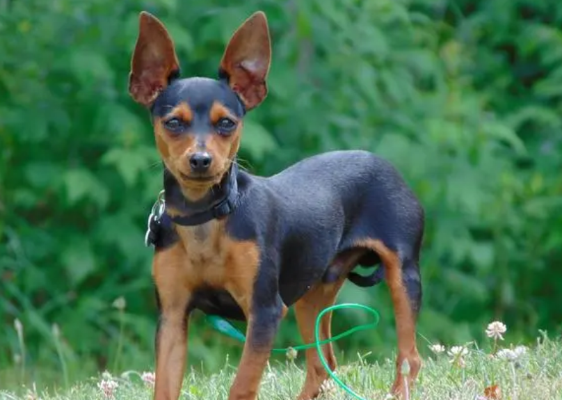 买小鹿犬都后悔死了