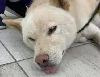 狗狗腹泻禁水要多长时间？