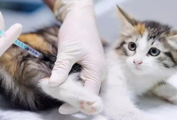 为什么让你的猫接种疫苗很重要？猫狂犬病的危害