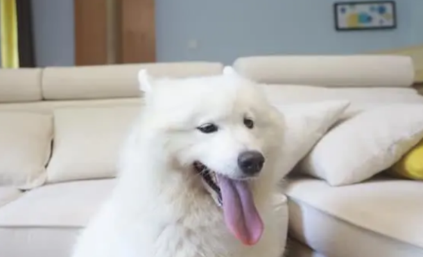 狗狗舌炎吃什么中药？不妨来了解下吧