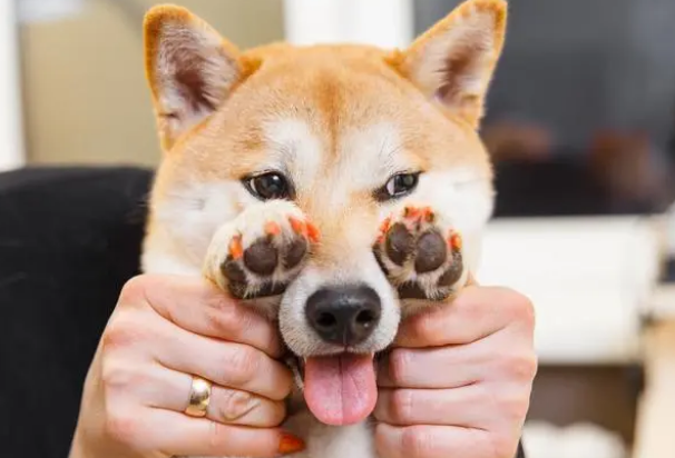 最安静的几种狗狗，养了不会扰民！你最想养的是哪种？