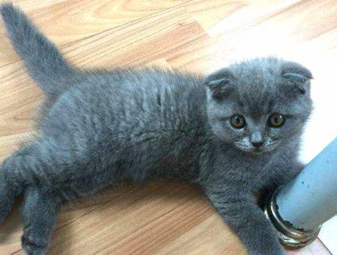 猫皮肤病应该如何处理及猫皮肤病用药方法
