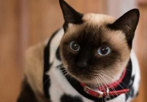 猫咪食欲不振原因分析,养猫必看! 猫咪食欲不振原因分析,养猫必看!