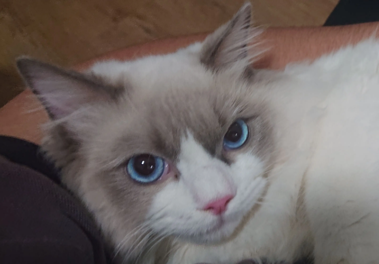 猫咪身上为什么反复起虫子
